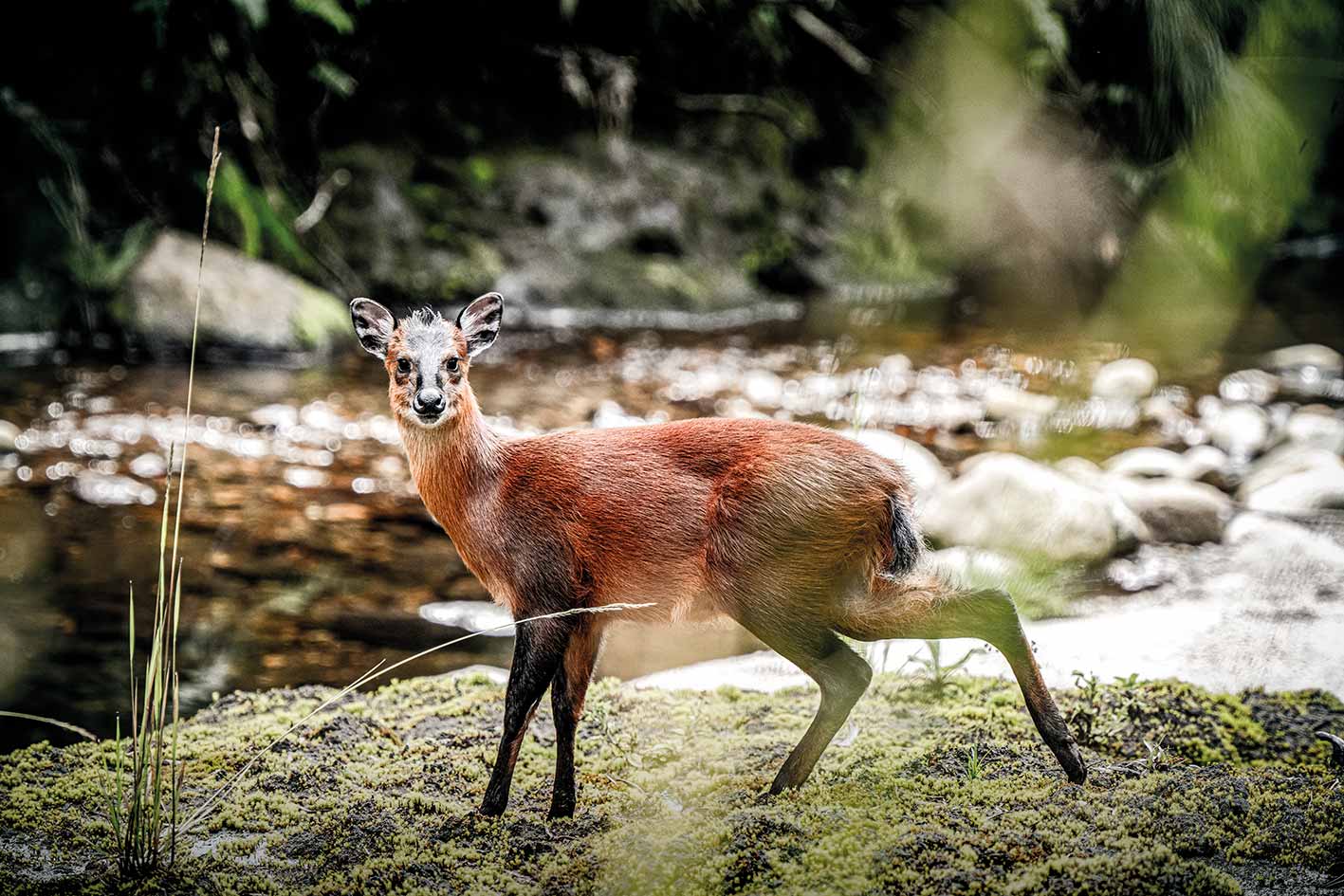 Duiker Antilope ©Michael Winter