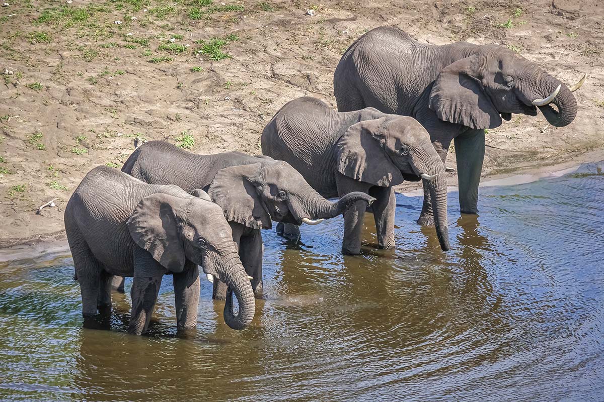 Elefanten am Wasserloch ©Susanne und Peter Scheufler