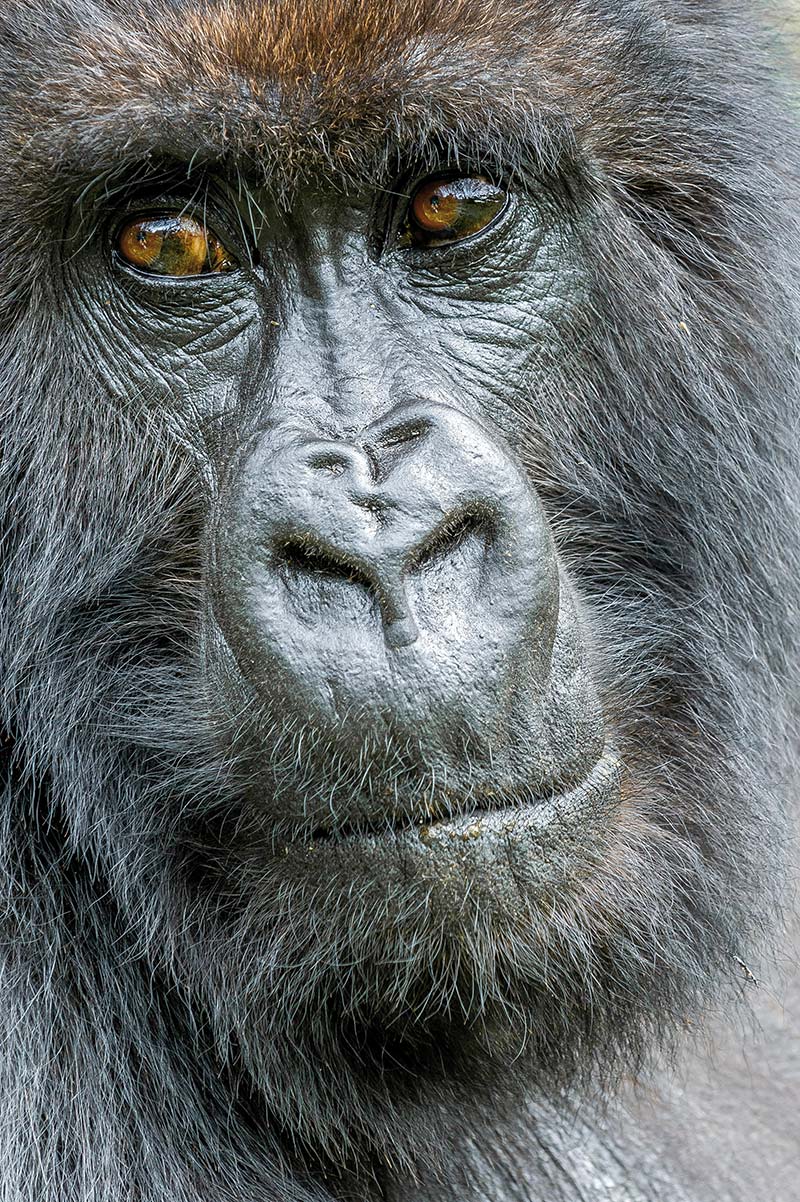 Berggorilla Portrait ©Andreas Klotz