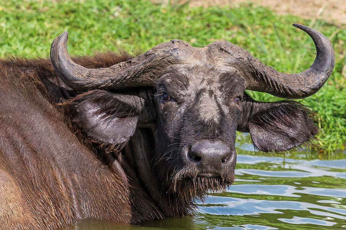 Büffel im Kazinga Kanal ©Andreas Klotz