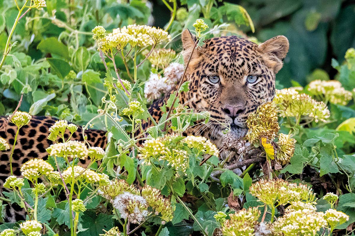 Leopard ©Andreas Klotz