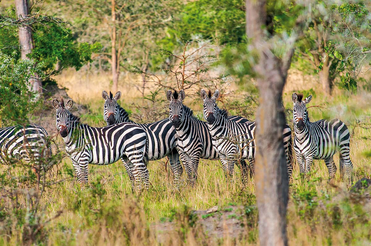 Zebras im Lake Mburo NP ©Andreas Klotz